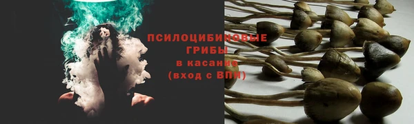 прущие грибы Михайлов