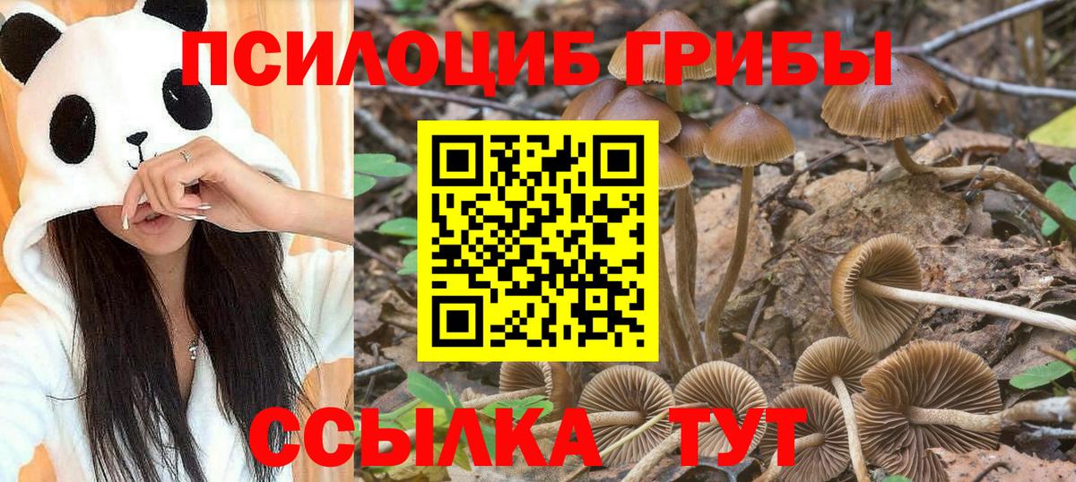 Галлюциногенные грибы Psilocybine cubensis  купить закладку  Люберцы  Вход с VPN  Псилоцибиновые грибы Cubensis 